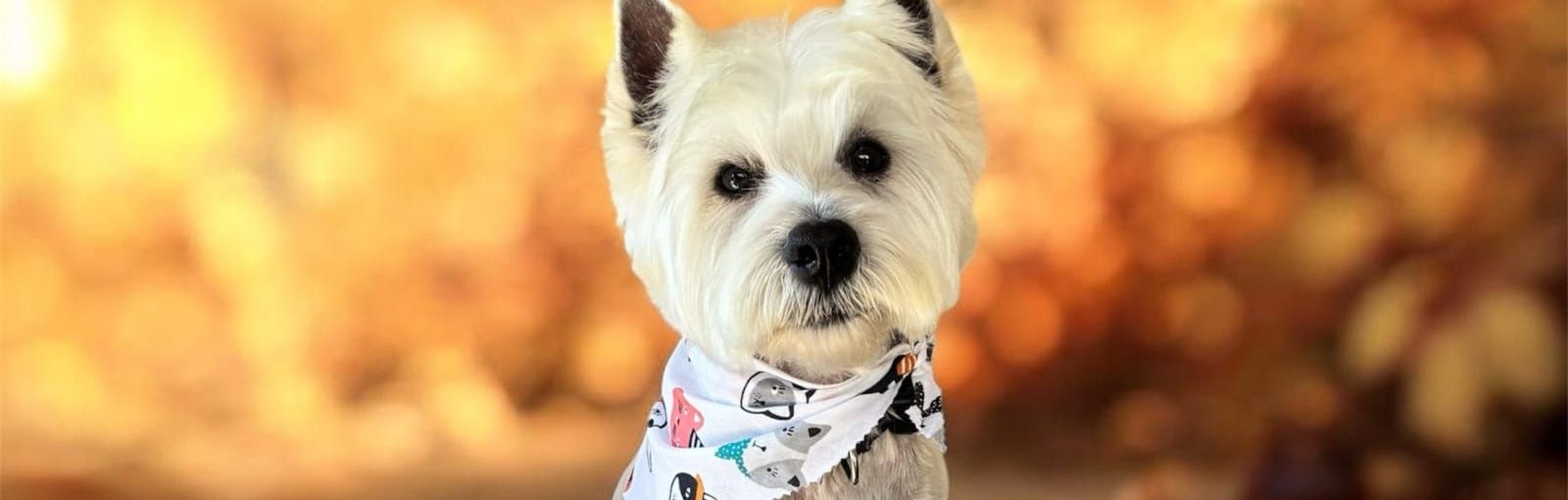 Mount Helen Dog Grooming